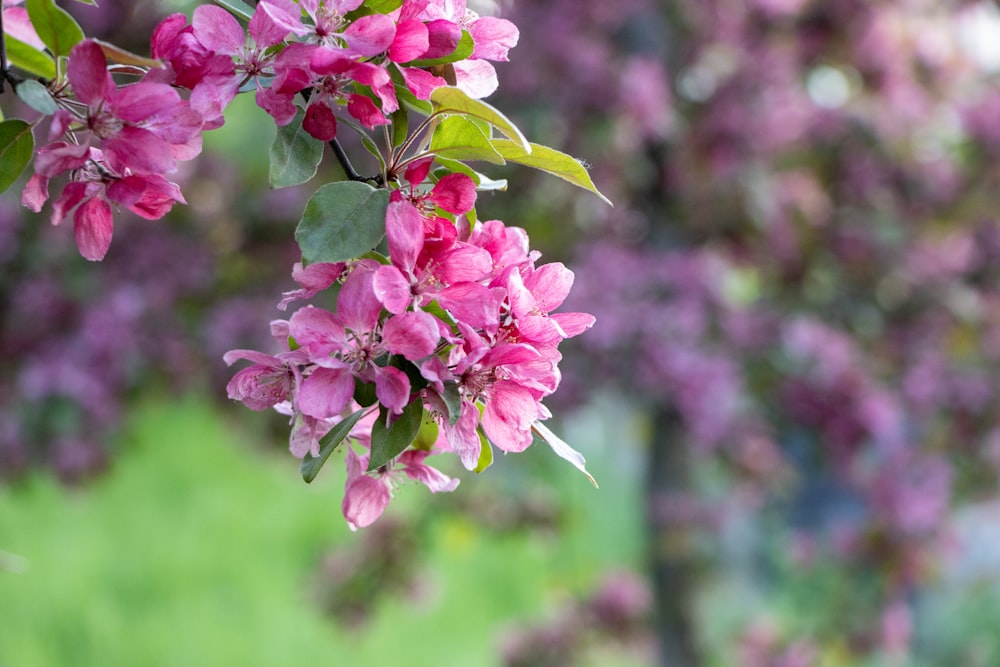 pink flowers are blooming on a tree branch