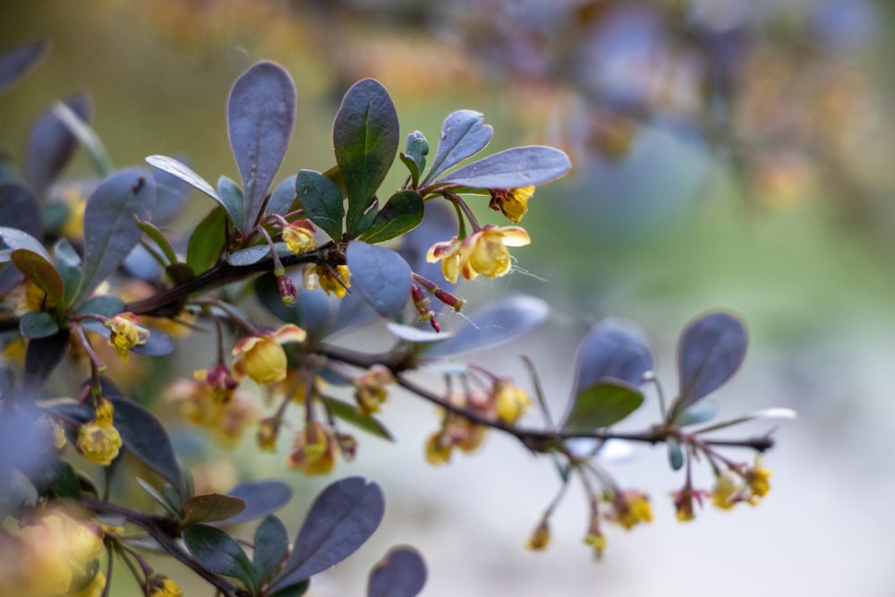 a branch with yellow flowers and green leaves