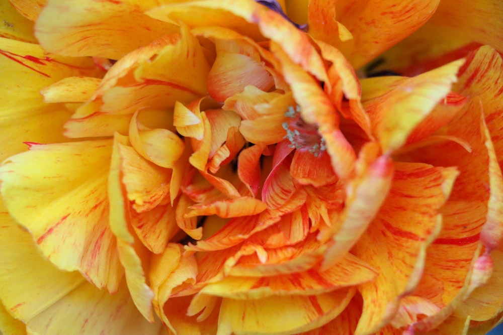 a close up of a yellow and red flower