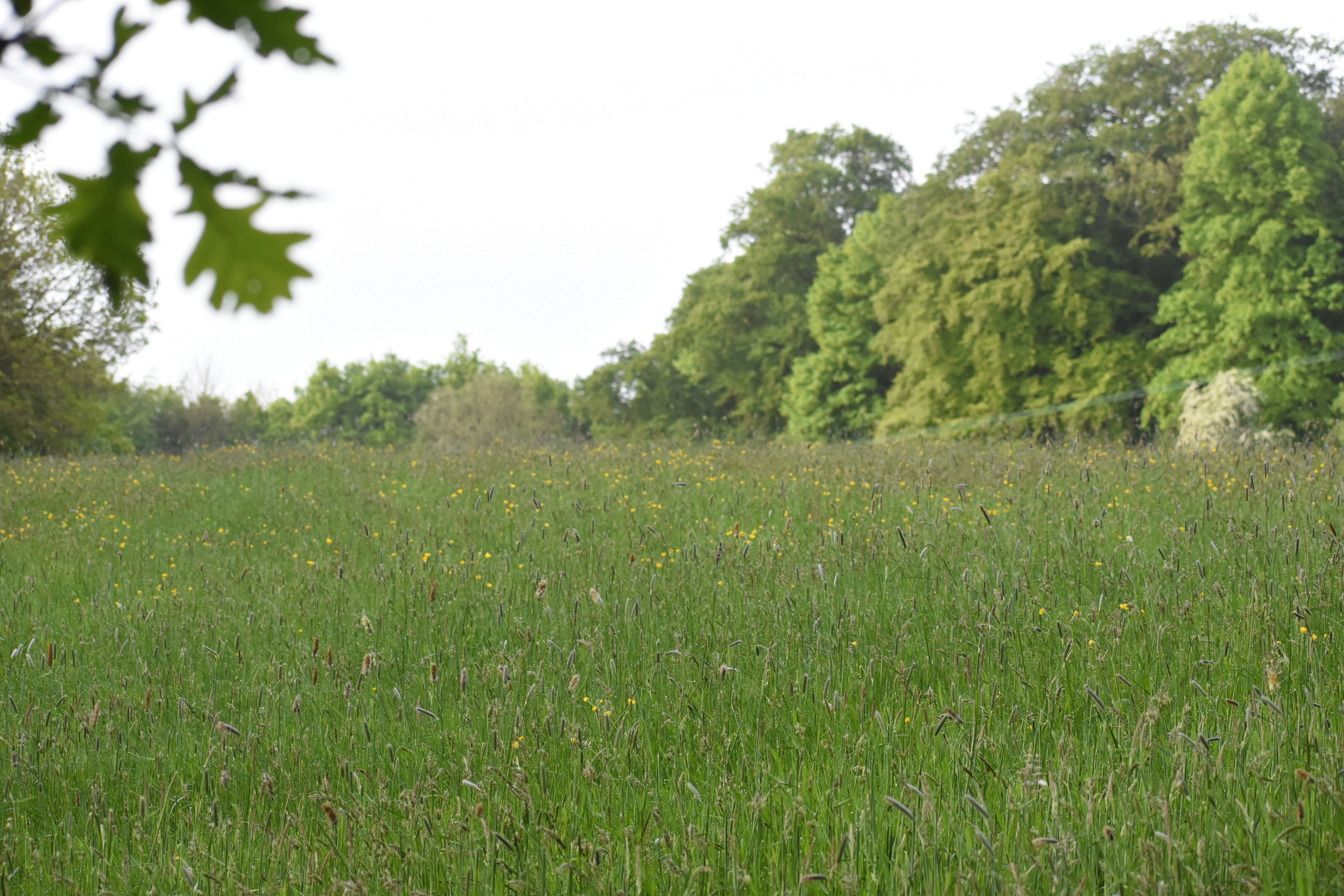 a field of grass with trees in the background