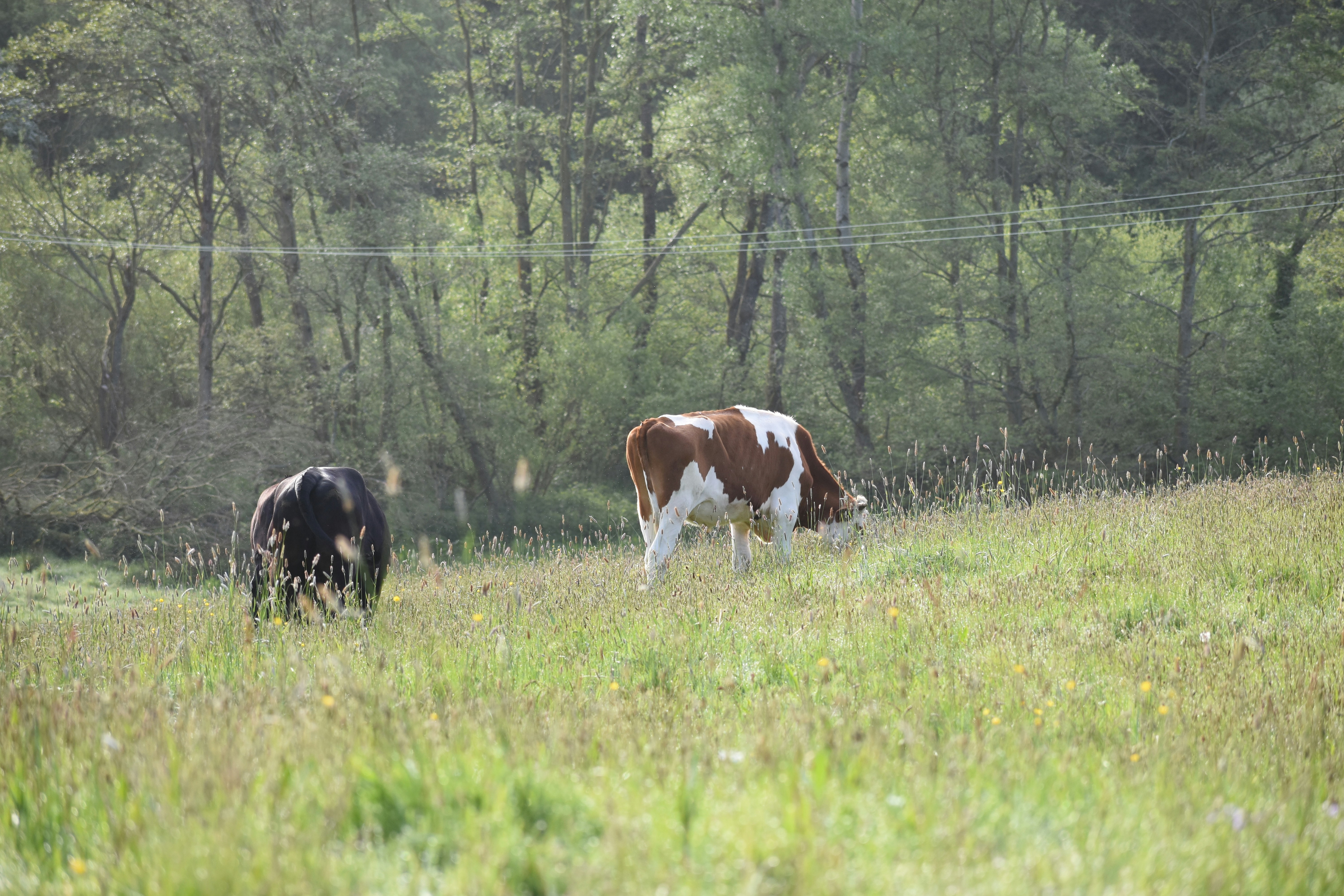 Photo by andrew_hall