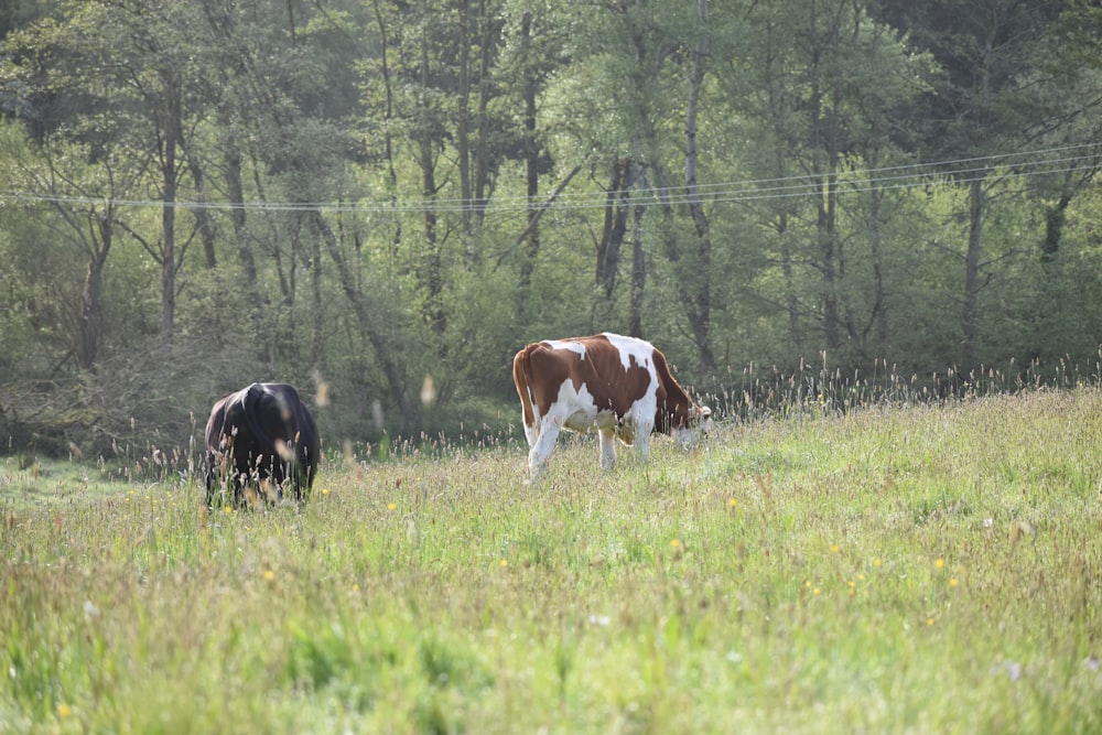 two cows grazing in a field of tall grass