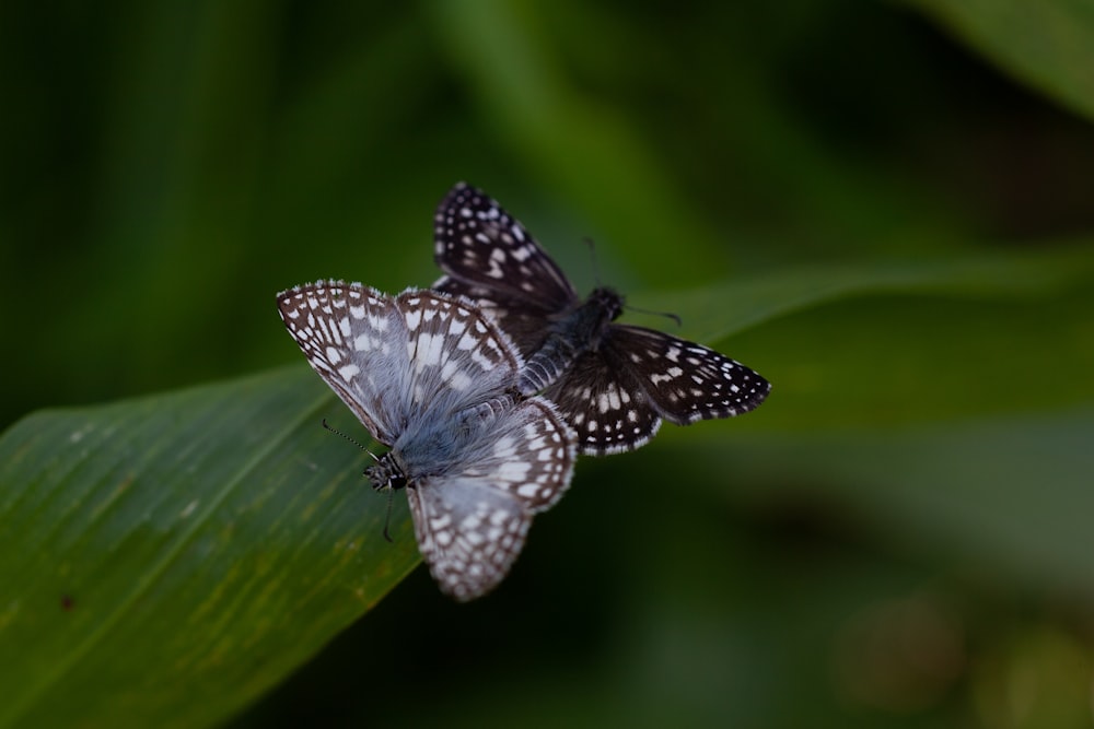 two butterflies sitting on top of a green leaf