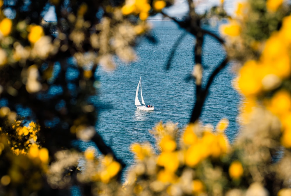 a sailboat in the middle of a body of water