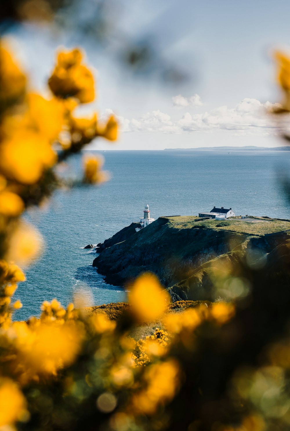 a lighthouse on a small island with yellow flowers in the foreground