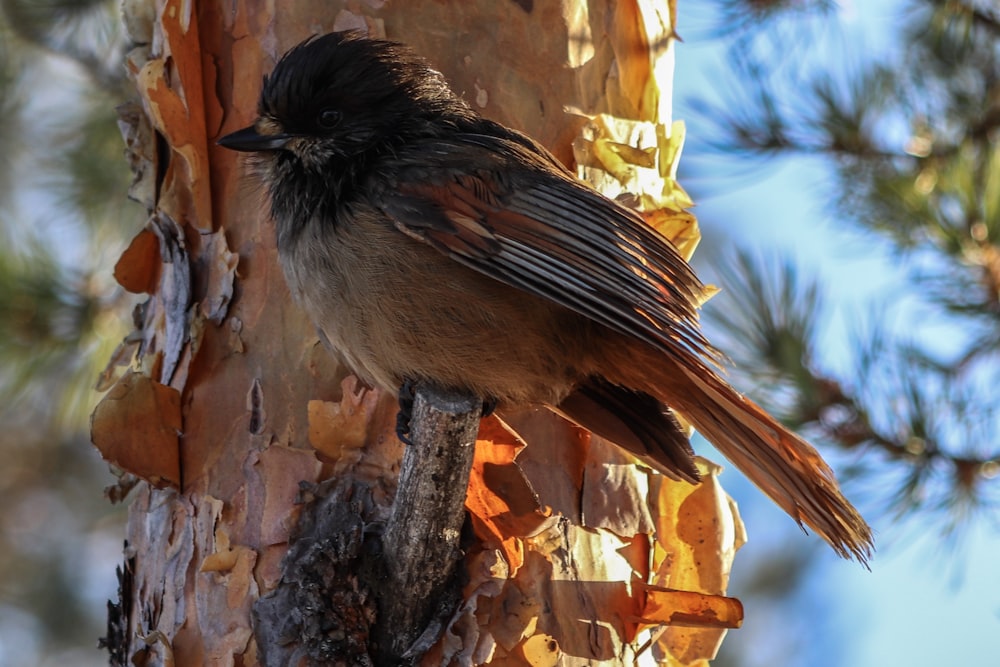 a small bird perched on a tree trunk