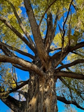 A skilled arborist trimming a large oak tree under bright sunlight.