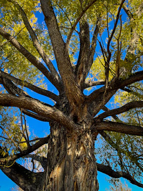 A friendly arborist trimming a large oak tree under a bright Tampa sky.