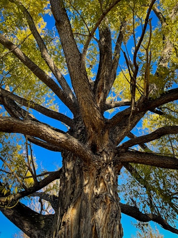 A skilled arborist trimming a large oak tree under bright sunlight.