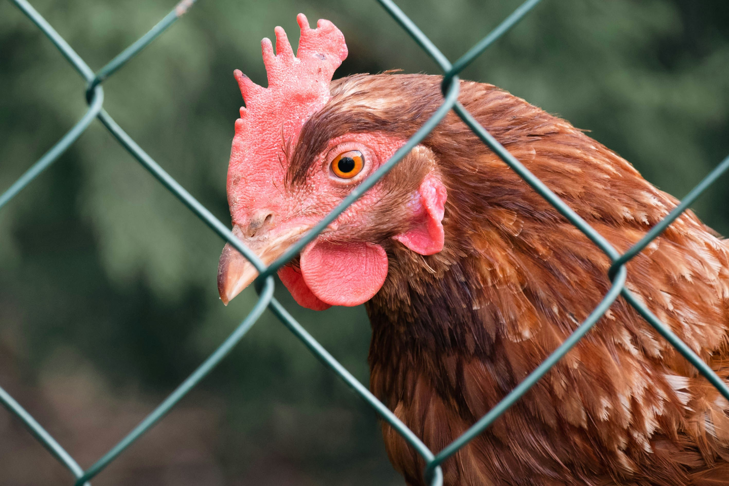 Photo by lacostercell