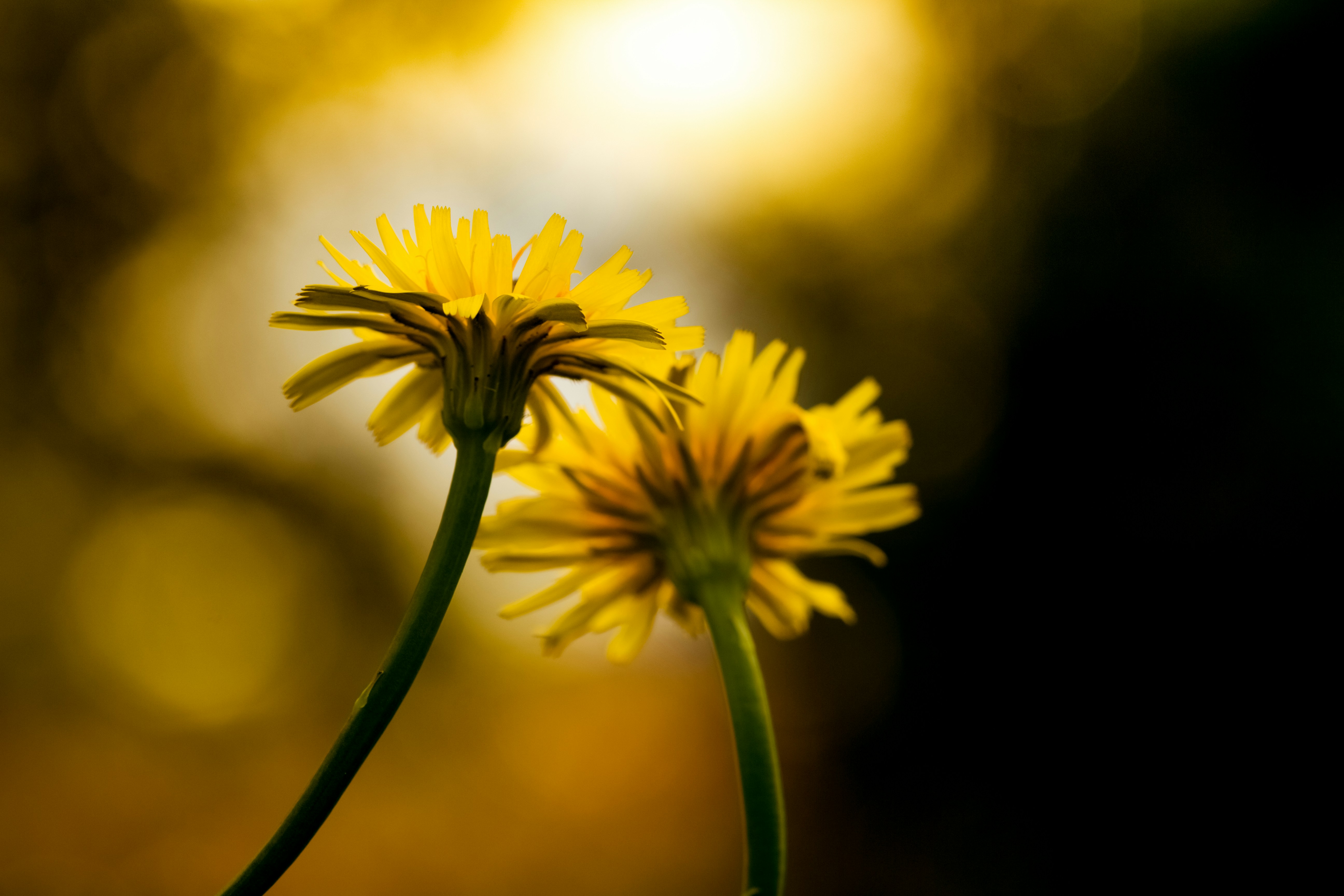 Photo by emmanuelphaeton