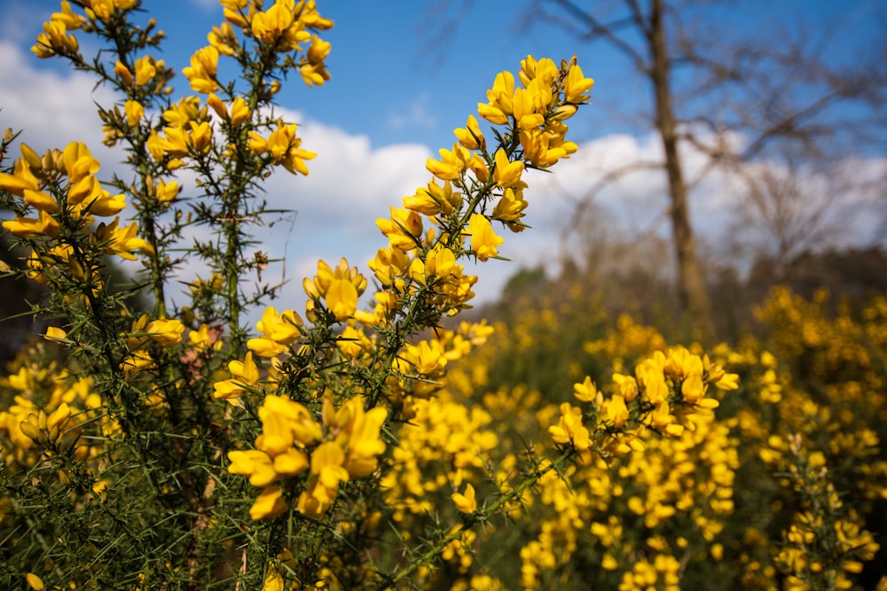 a field full of yellow flowers under a blue sky