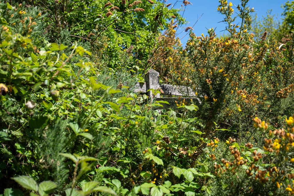 a bench sitting in the middle of a forest