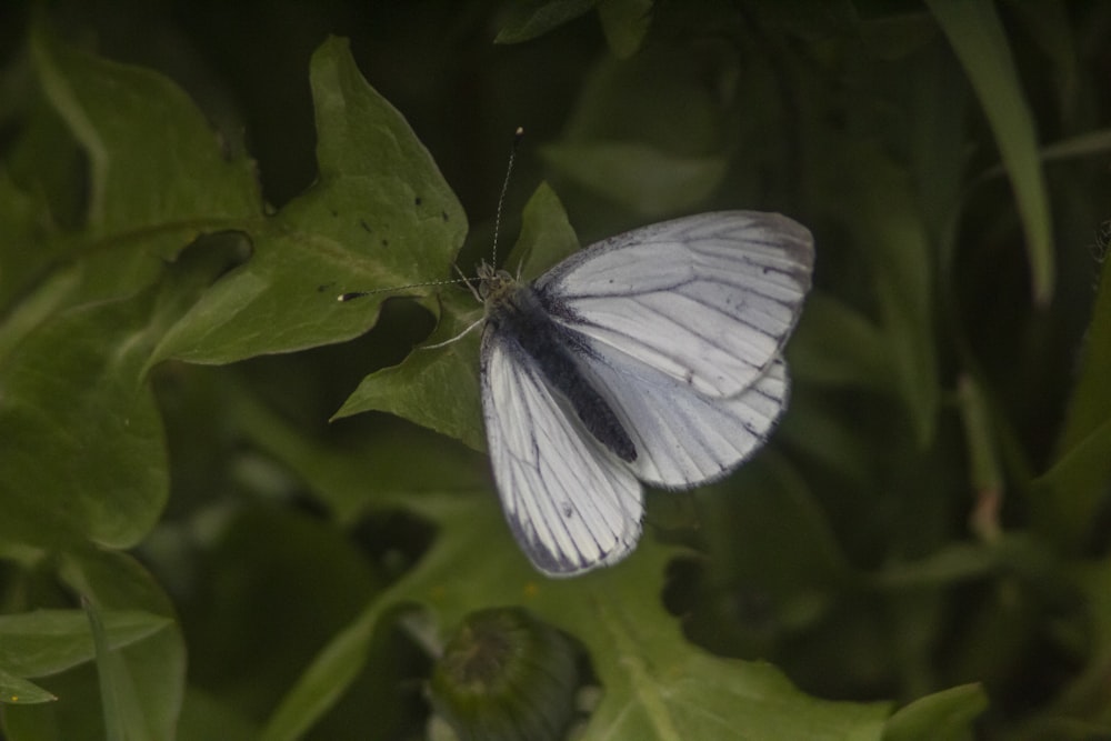 a blue and white butterfly sitting on a green leaf