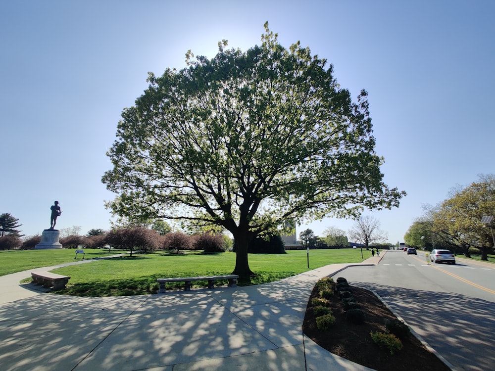 a large tree in the middle of a park