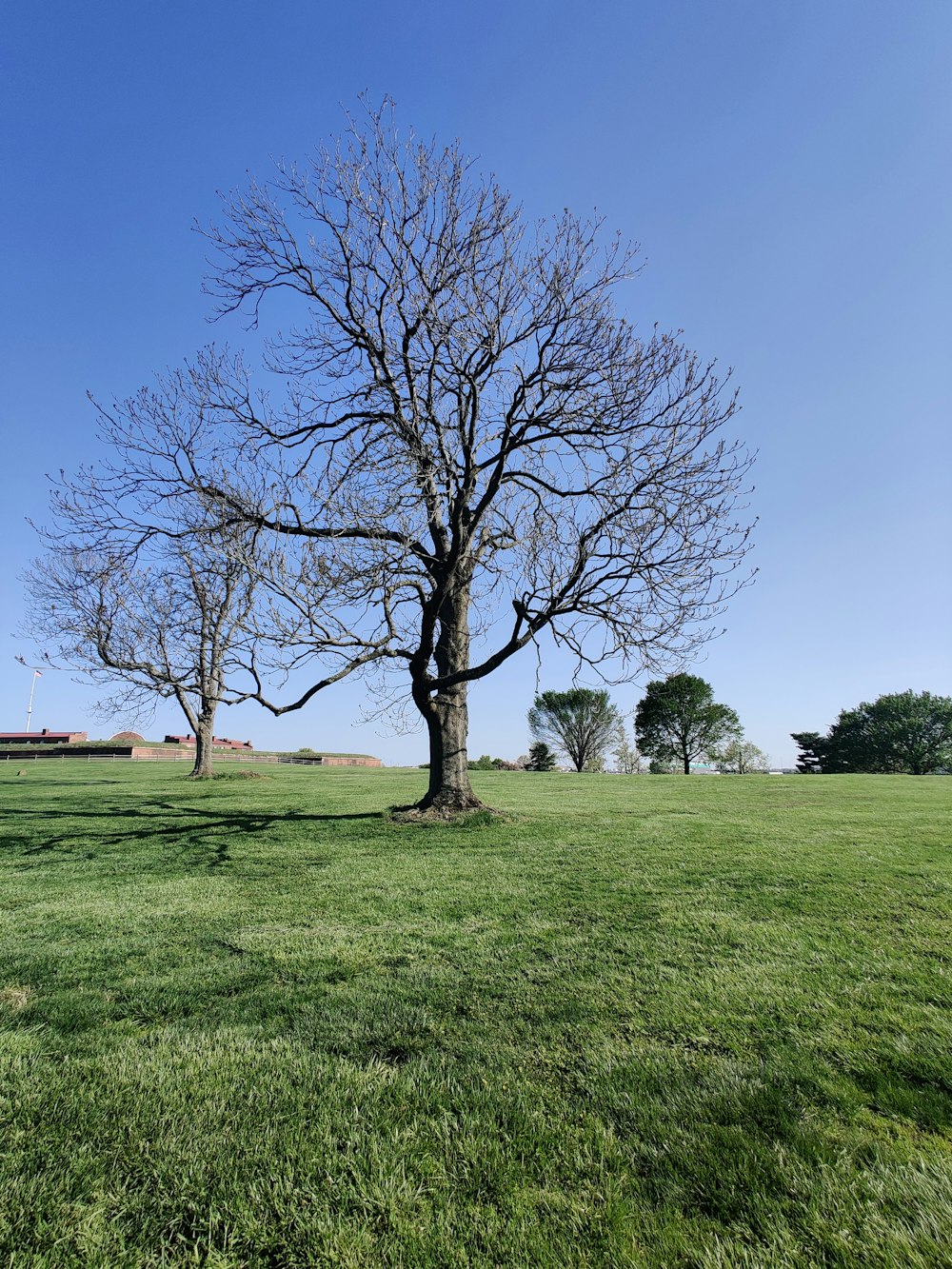 a tree in a field with no leaves