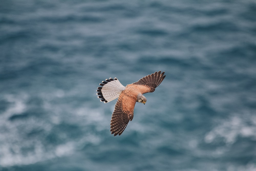 a bird flying over a body of water