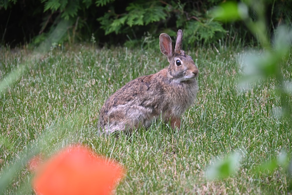 a rabbit is sitting in the grass near a frisbee