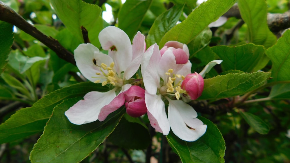 木の上の花のクローズアップ