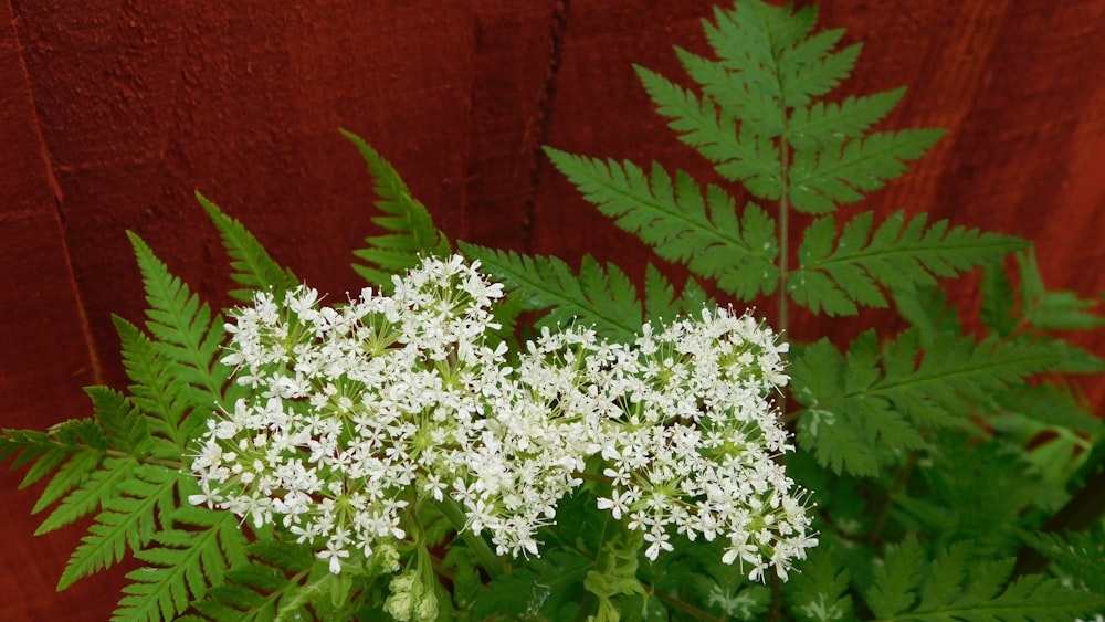 Un primer plano de una planta con flores blancas