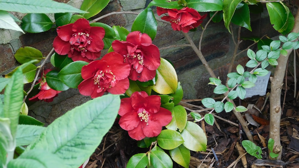 Un grupo de flores rojas sentadas en la parte superior de un suelo del bosque