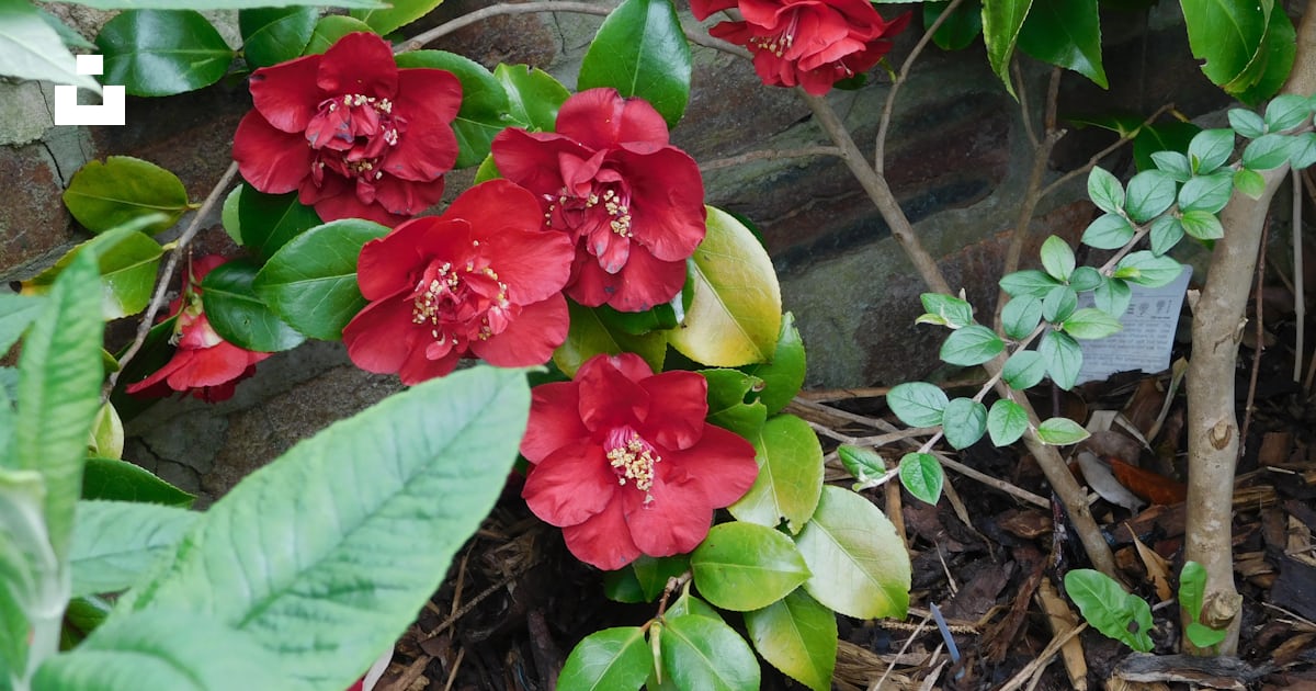 Un groupe de fleurs rouges assis sur le sol d’une forêt photo – Photo ...
