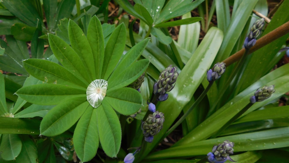Un primo piano di una pianta verde con fiori viola