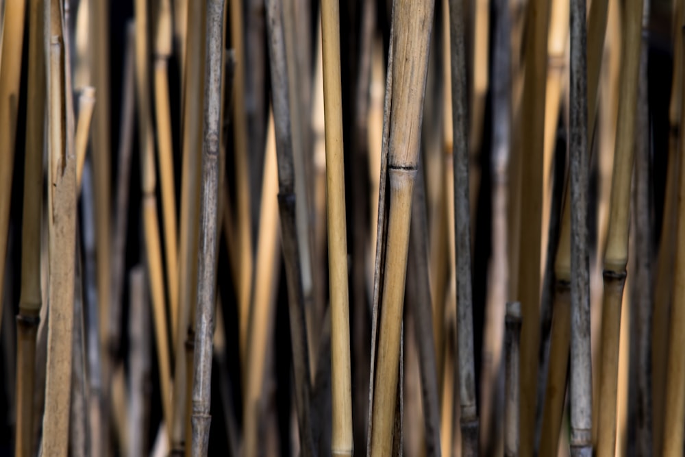 a close up of a bunch of bamboo sticks