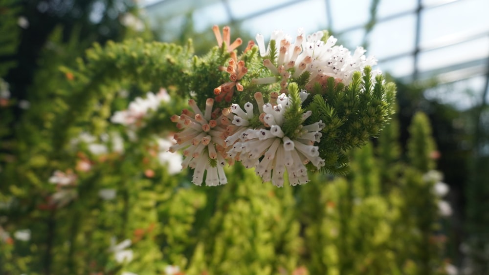 a close up of a bunch of flowers in a greenhouse