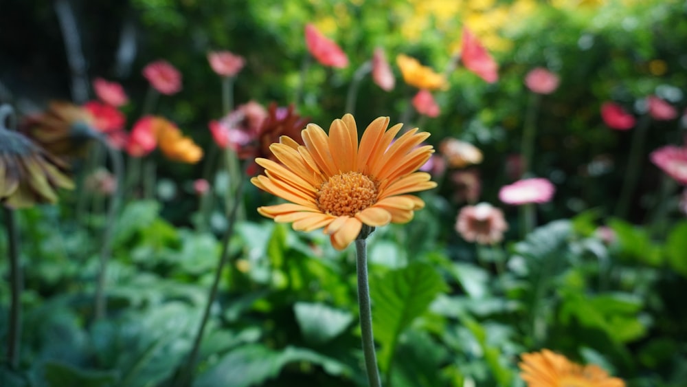 an orange flower in a field of flowers
