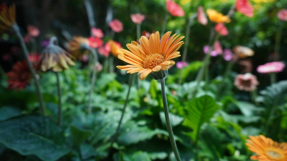 a close up of a flower near many other flowers