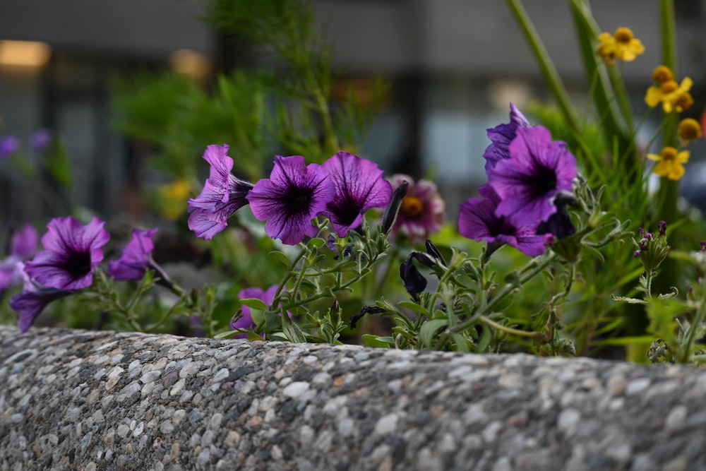 a bunch of flowers that are in a planter