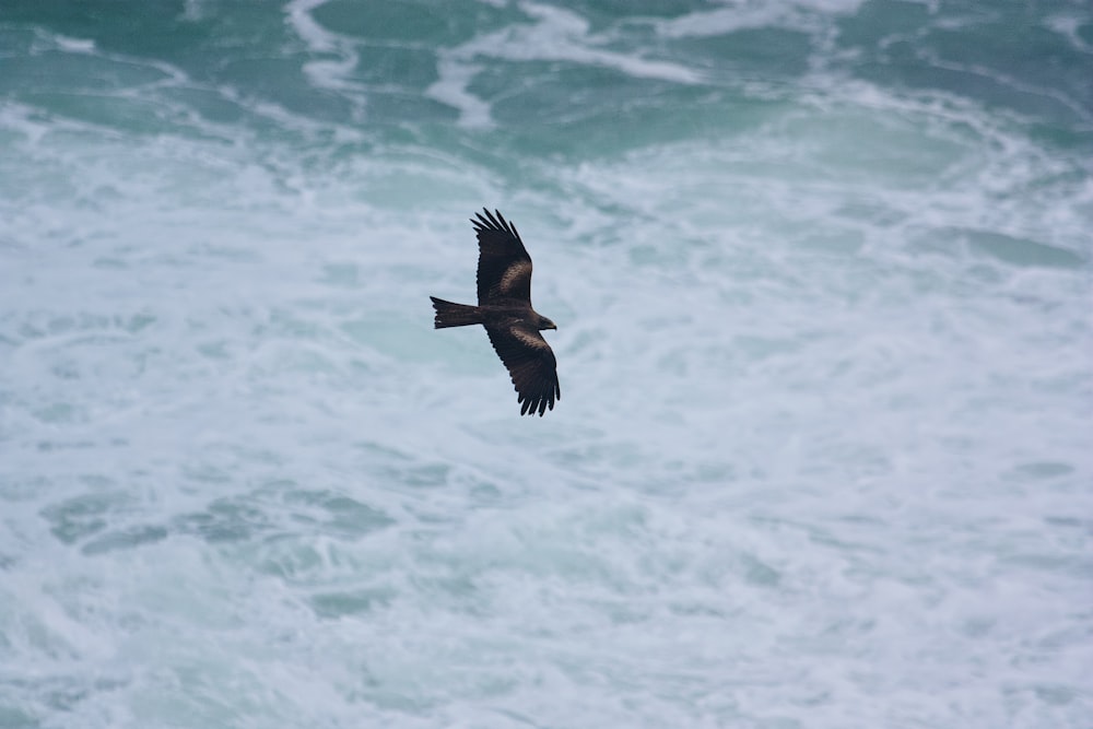 a bird flying over a body of water