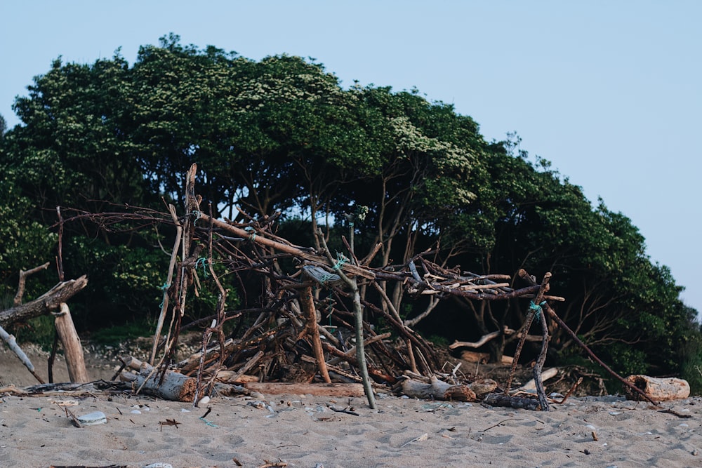 a pile of sticks and branches on a beach
