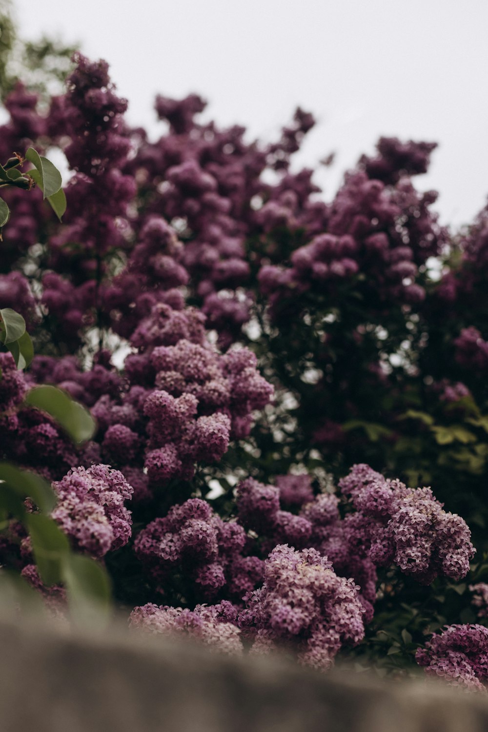 a bunch of purple flowers on a tree