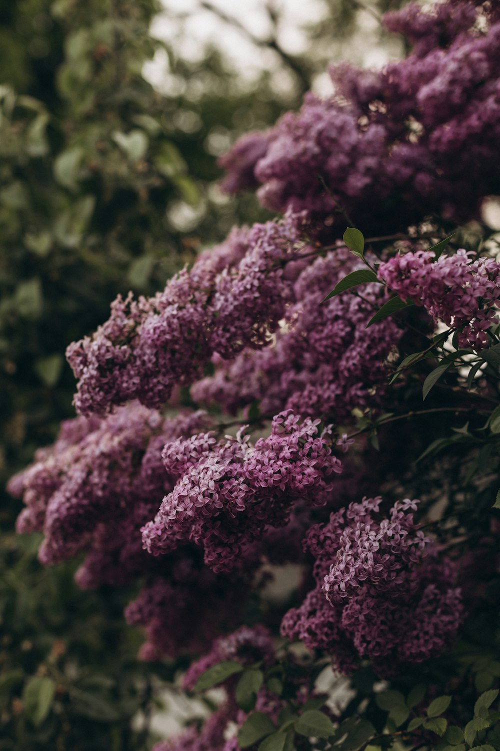 a bunch of purple flowers growing on a tree