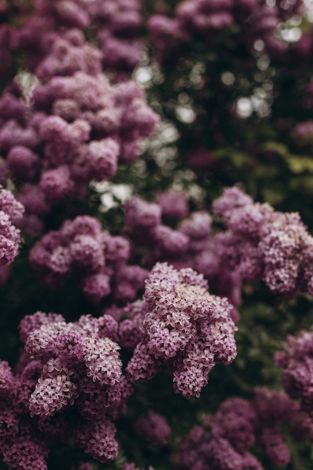 a bunch of flowers that are in the grass