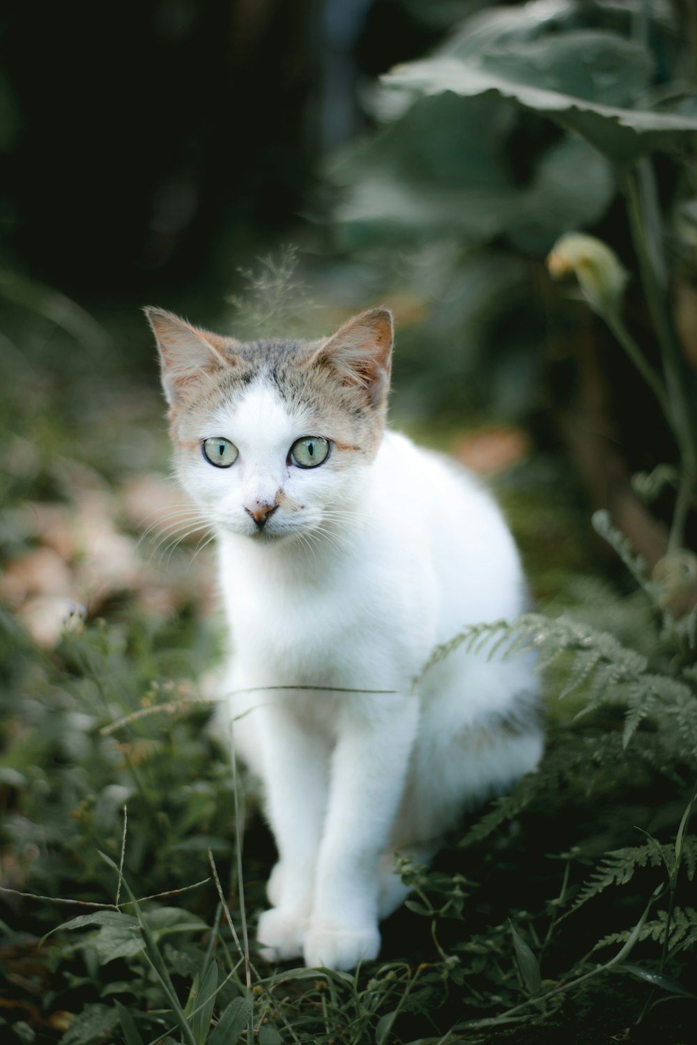 um gato branco com olhos azuis sentado na grama