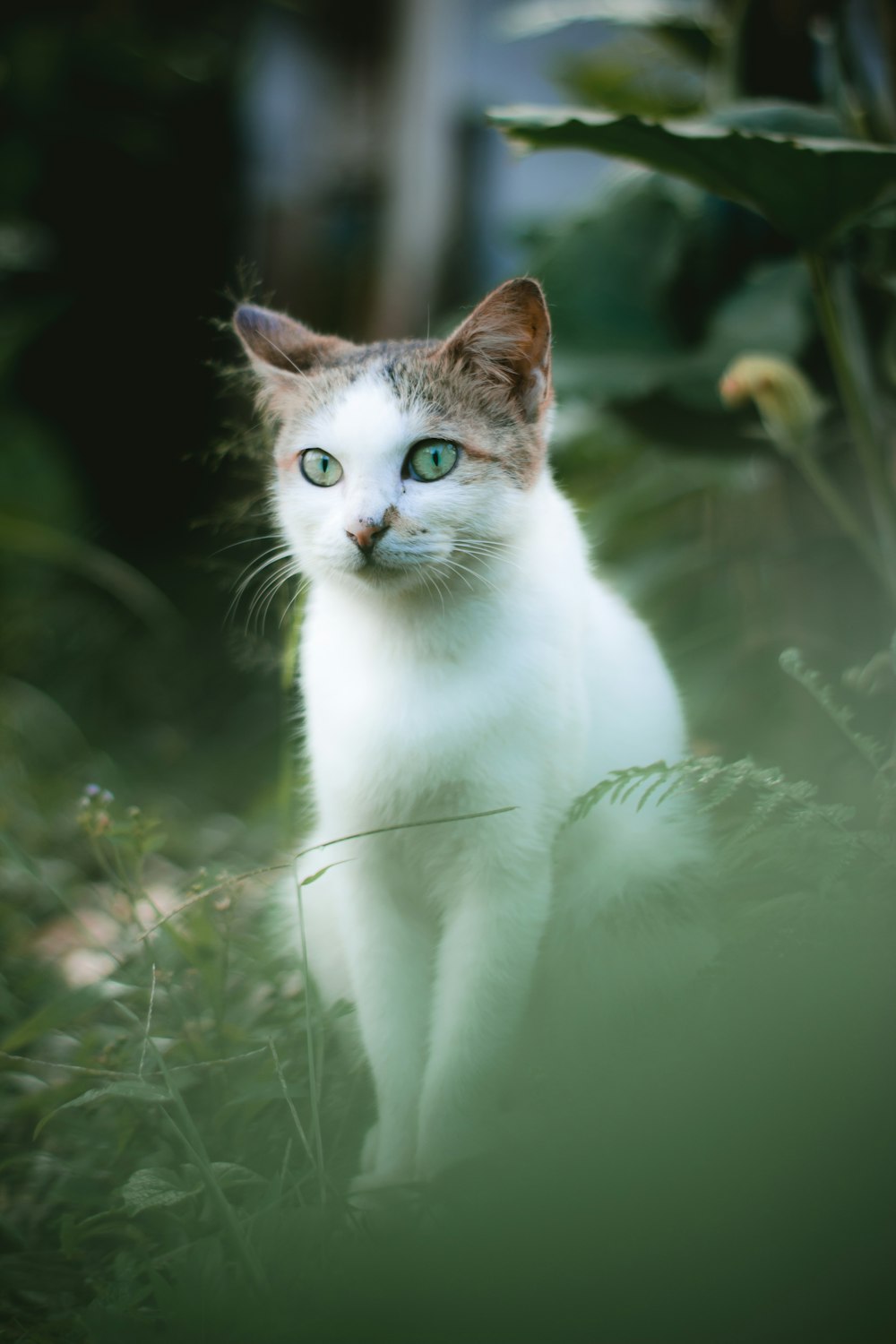 a white cat with blue eyes standing in the grass
