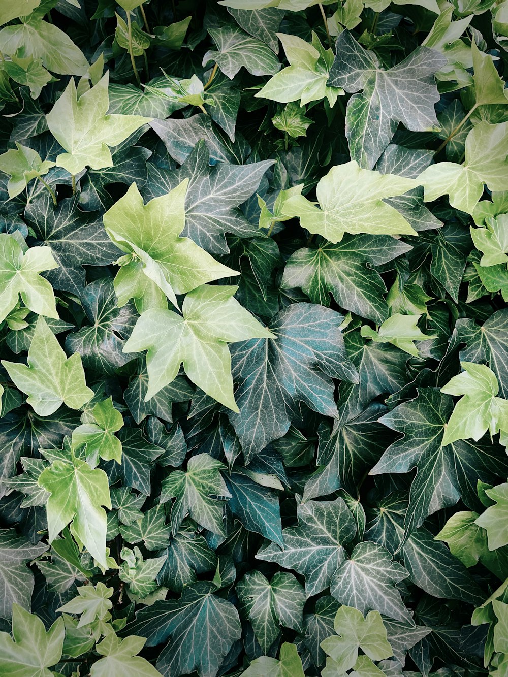 a close up of a plant with green leaves