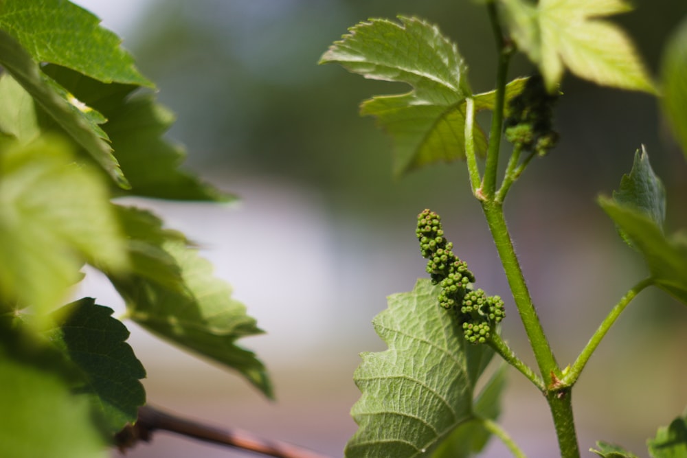 a close up of a green plant with leaves