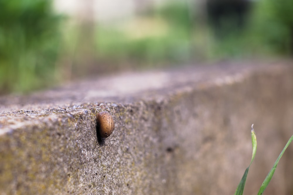 a close up of a stone wall with a snail on it