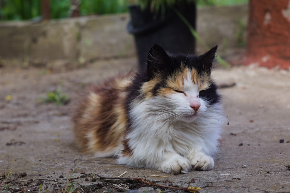 a black, white, and orange cat laying on the ground