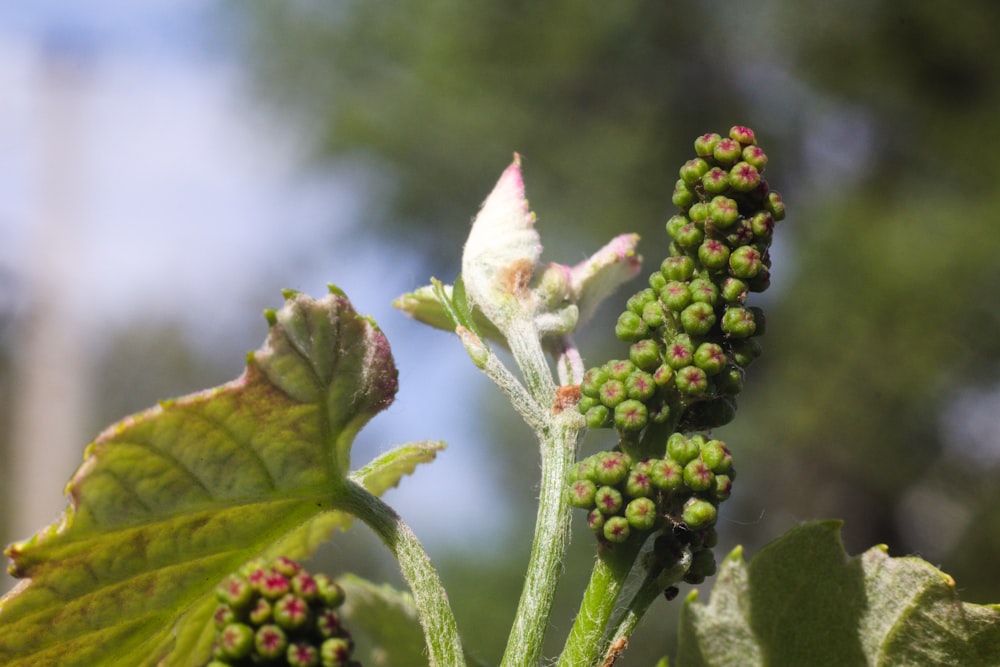 a close up of a plant with green leaves