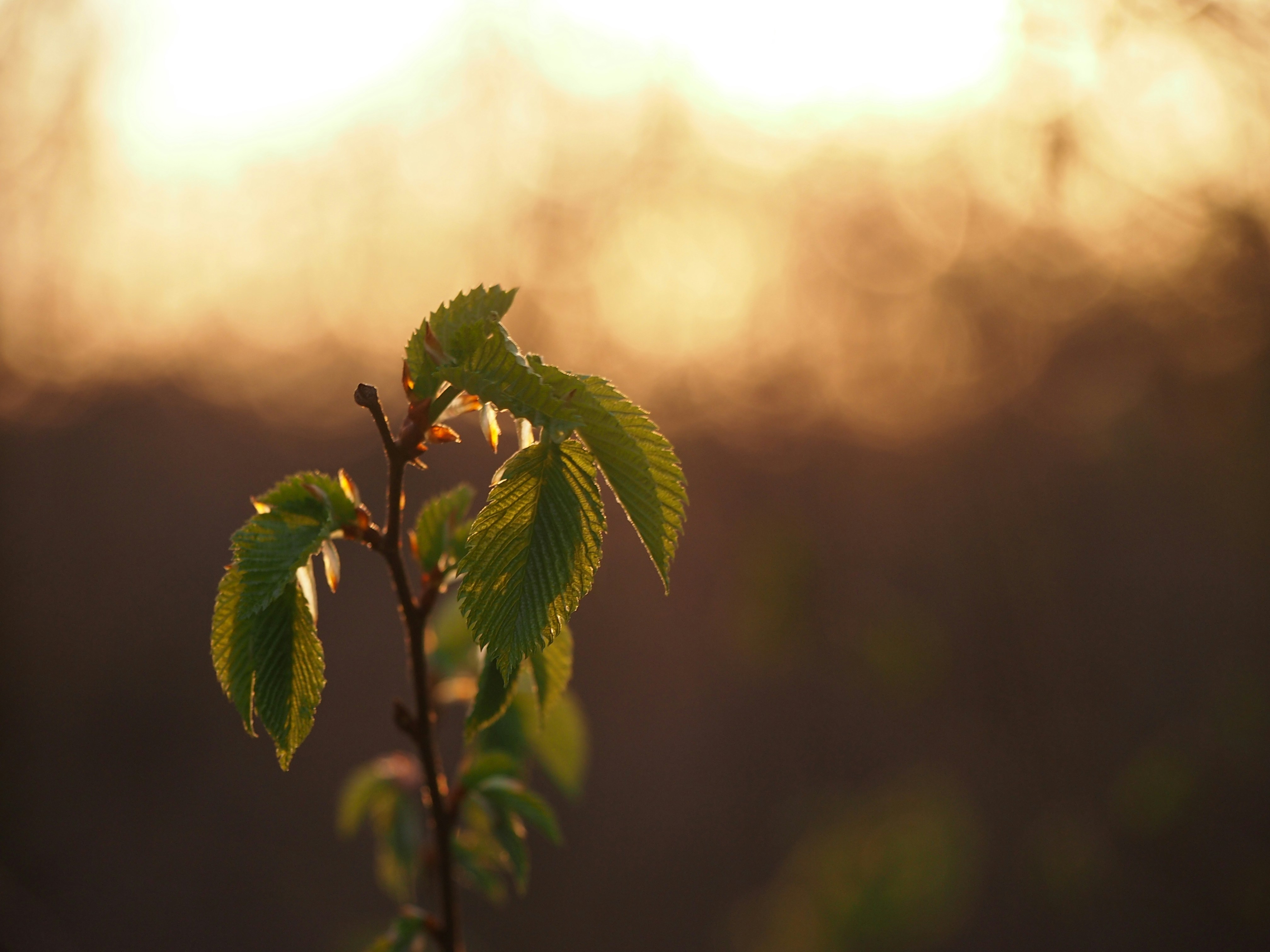 Photo by h0rvathluca