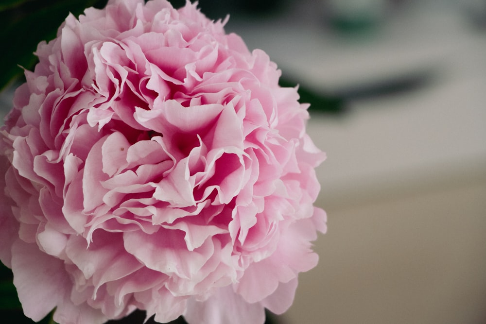 a close up of a pink flower with a blurry background