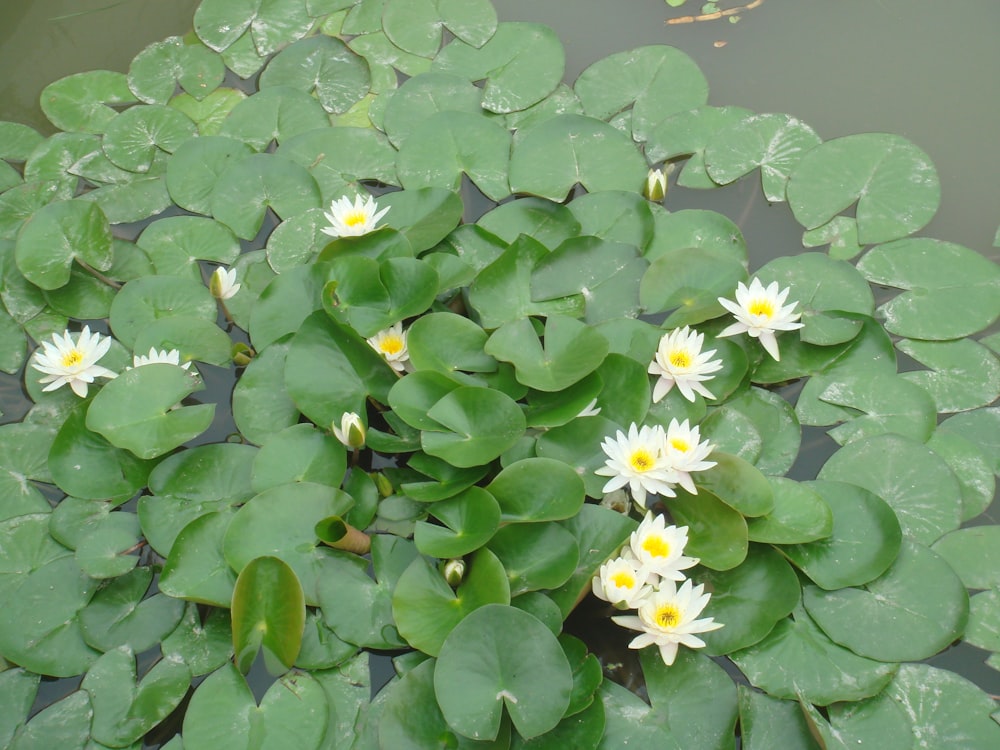 a group of water lilies floating on top of a pond