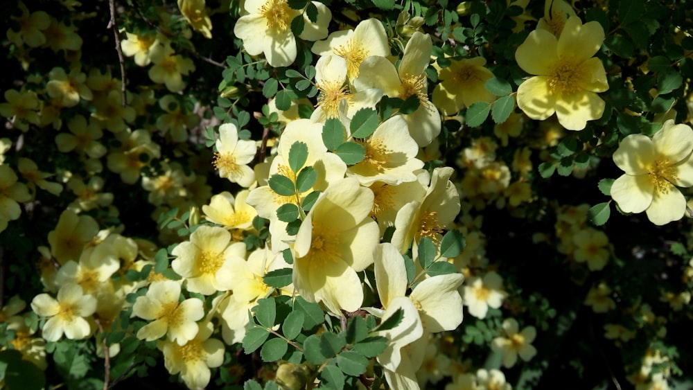 a bush of yellow flowers with green leaves