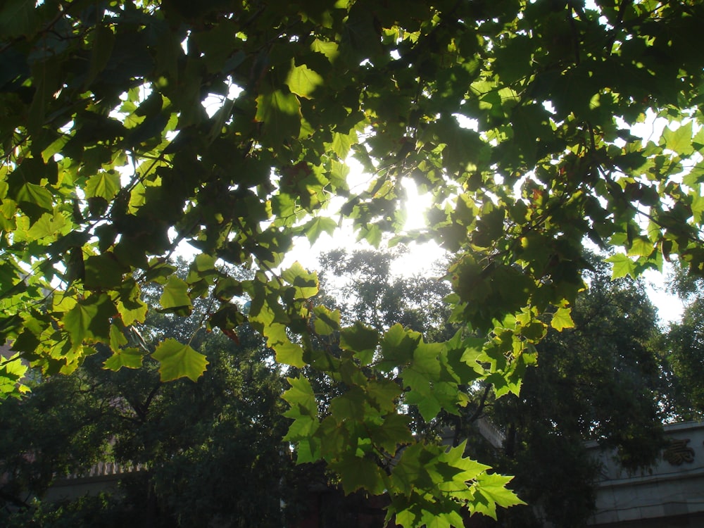 the sun shines through the leaves of a tree