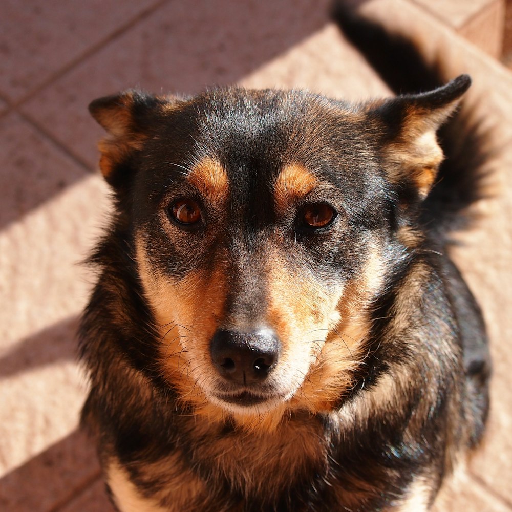 a close up of a dog on a tile floor